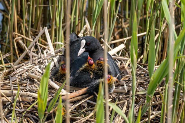 istock Eurasian coot (Fulica atra) with chicks in nest 1609465071