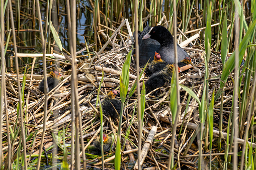 Eurasian coot (Fulica atra) with chicks in nest