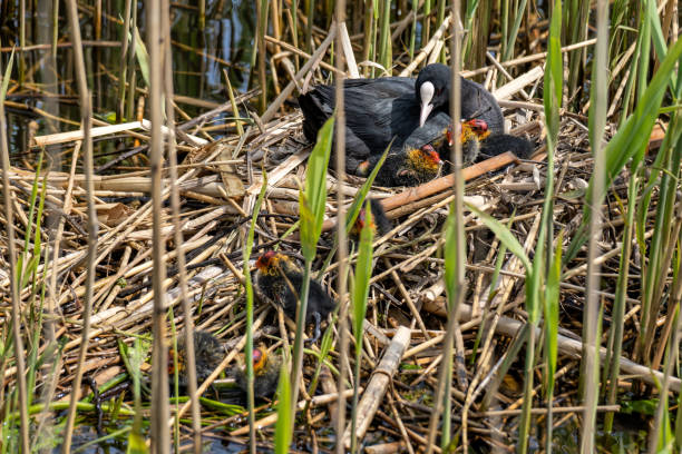 istock Eurasian coot (Fulica atra) with chicks in nest 1609465074