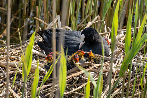 Eurasian coot (Fulica atra) with chicks in nest