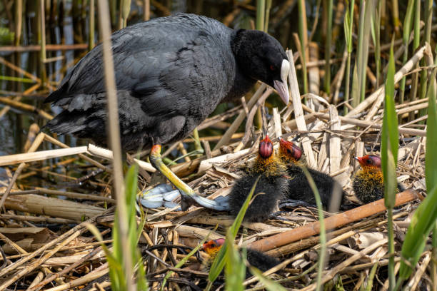 Eurasian coot (Fulica atra) with chicks in nest