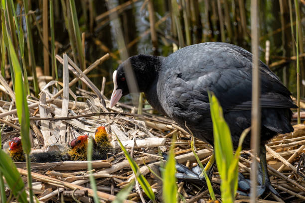 istock Eurasian coot (Fulica atra) with chicks in nest 1609465639