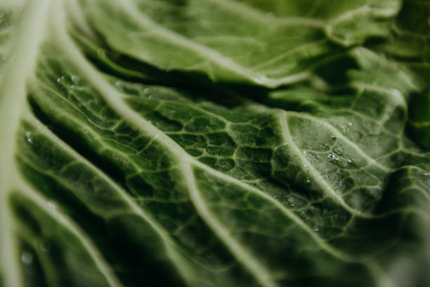 istock Juicy green cabbage leaves with a bright vein pattern and water drops 1609468419