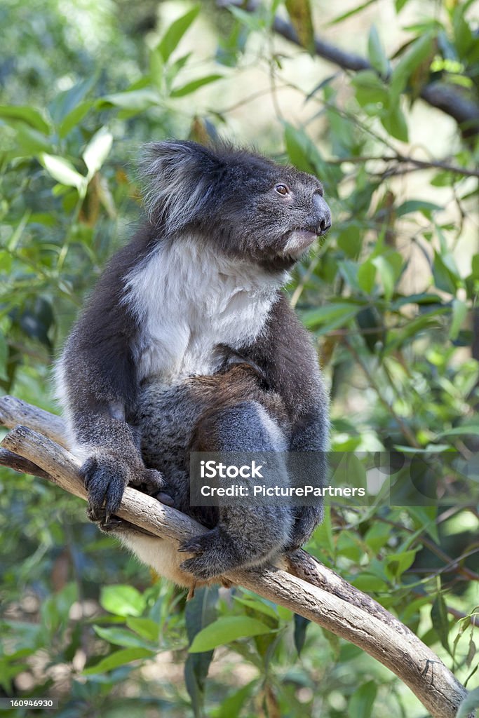 Coala em um Tronco de árvore - Royalty-free Animal Foto de stock