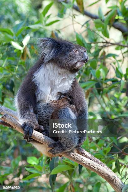 Coala Em Um Tronco De Árvore - Fotografias de stock e mais imagens de Animal - Animal, Animal selvagem, Austrália