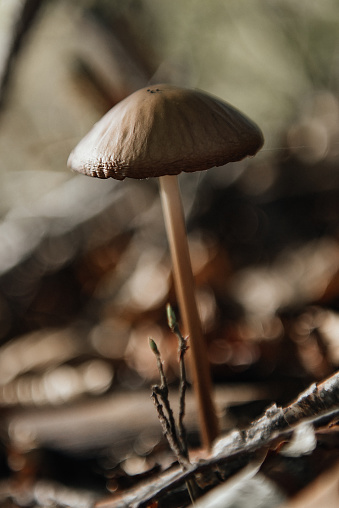 Mushroom picking is a popular hobby for many people.  However, you need to follow certain rules, because you can come across poisonous mushrooms.