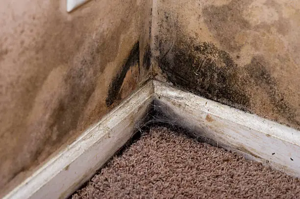 Mold on the walls and baseboard trim in the basement of a home with water leaking problems. This contributes to interior air pollution in the home, which can lead to respiratory problems.