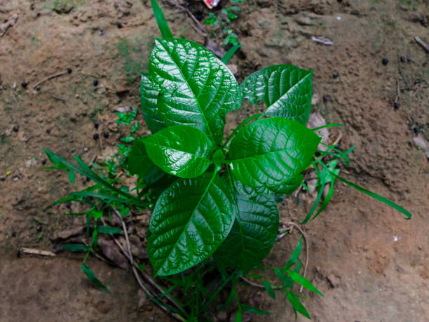 istock Green plants all over in woods. 1609492785