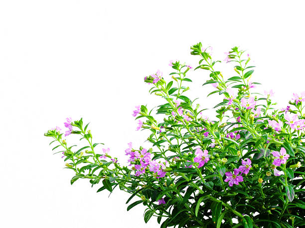 istock flower and Leaves on white 160949459