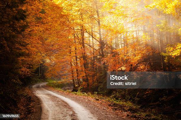 Piękny Krajobraz Jesień Woods - zdjęcia stockowe i więcej obrazów Bez ludzi - Bez ludzi, Bór sosnowy, Drzewo