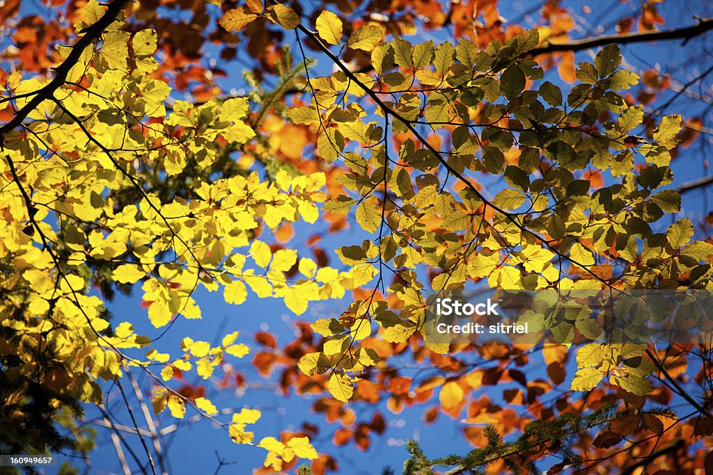 Jesienią liście kolorowe - Zbiór zdjęć royalty-free (Bez ludzi)