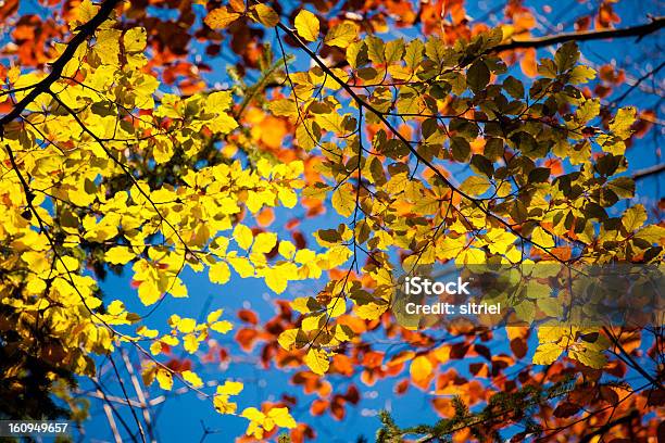 Jesienią Liście Kolorowe - zdjęcia stockowe i więcej obrazów Bez ludzi - Bez ludzi, Drzewo, Fotografika