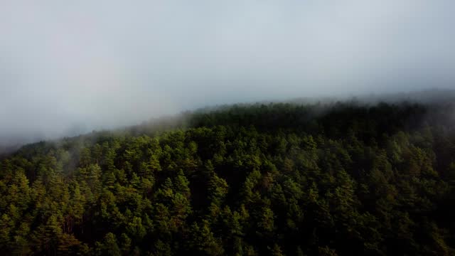 fog over the trees