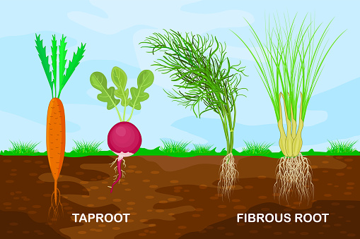 Plants with different types of root systems. Plants showing root structure below ground level. Stock vector illustration