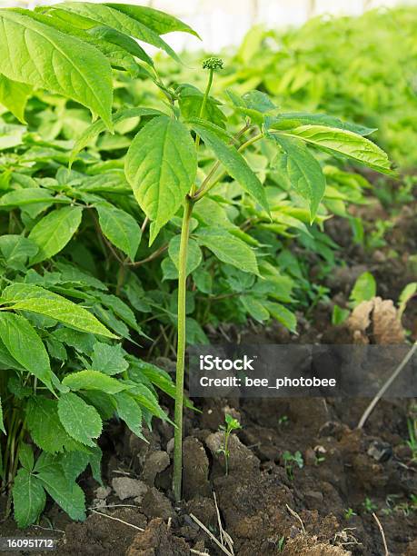 Żeńszeń Farm - zdjęcia stockowe i więcej obrazów Bez ludzi - Bez ludzi, Fotografika, Gleba