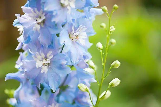 A macro capture of a spike of blue delphiniums in bloom with some unopened buds.
