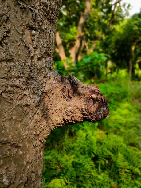 A close-up of a weathered brown tree trunk with a textured and distressed bark surface