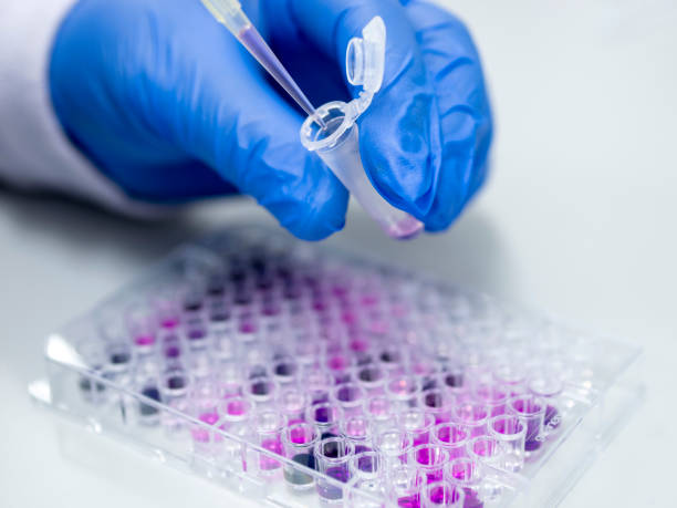istock Scientist working on a 96 well micro plate and pipettes 1609544465