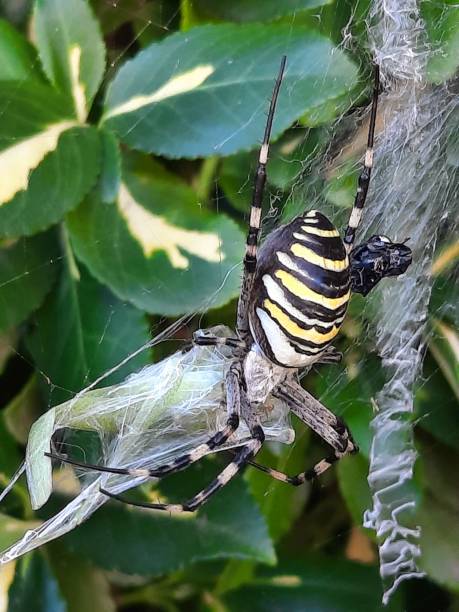 istock Big wasp spider with victim in spider web 1609555568