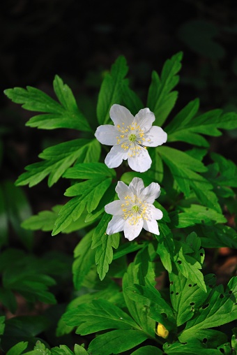 Two pristine white flowers illuminated by the moonlight in a serene forest setting