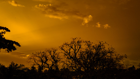 The golden sky at sunset, the little birds settled on the trees after morning's feeding.