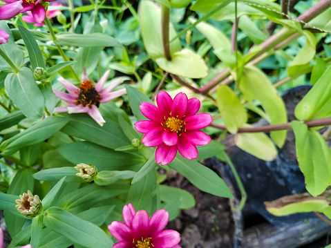 The Creeping Zinnia or Narrow-Leaf Zinnia Flower (Zinnia Angustifolia). A Herbaceous Plant Species Belonging to the Asteraceae (Compositae) Family in the Asterales Order.