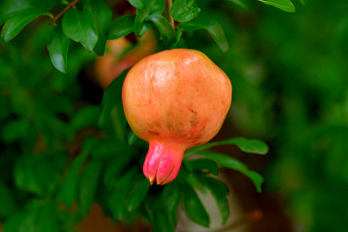 Punica granatum, or commonly called pomegranate, is shrub or small tree, native to south-western Asia. Pomegranate tree bears red flowers, which turn into fruits having seeds with juicy red pulp in a tough brownish-red rind. Pomegranate plant may be single- or double-flowering with double flowers resembling carnation flowers