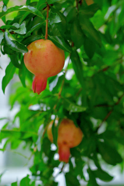 Pomegranate / Punica granatum: Flower and Fruit Punica granatum, or commonly called pomegranate, is shrub or small tree, native to south-western Asia. Pomegranate tree bears red flowers, which turn into fruits having seeds with juicy red pulp in a tough brownish-red rind. Pomegranate plant may be single- or double-flowering with double flowers resembling carnation flowers pomegranate tree stock pictures, royalty-free photos & images