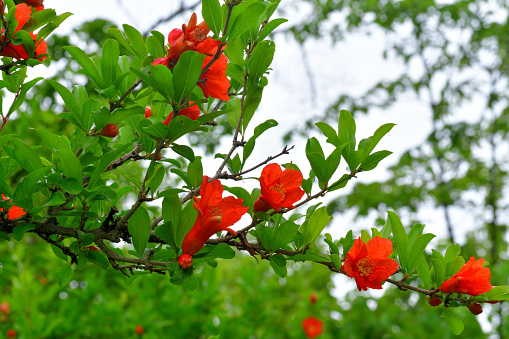 Punica granatum, or commonly called pomegranate, is shrub or small tree, native to south-western Asia. Pomegranate tree bears red flowers, which turn into fruits having seeds with juicy red pulp in a tough brownish-red rind. Pomegranate plant may be single- or double-flowering with double flowers resembling carnation flowers