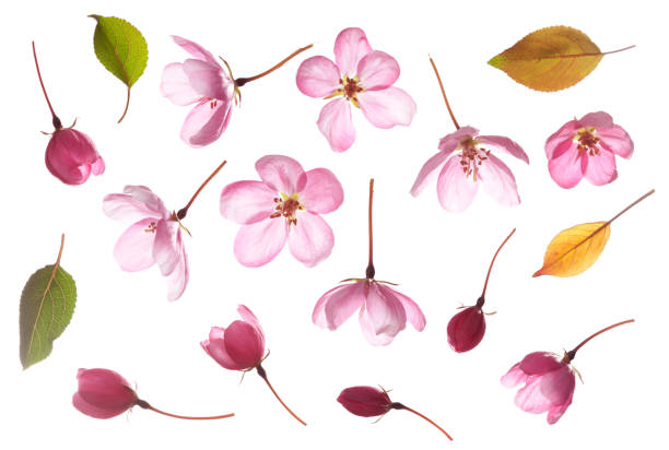 istock pink flowers, isolated on white 160960328