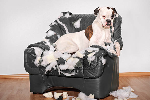 endommagé fauteuil - dog home interior loneliness destruction photos et images de collection