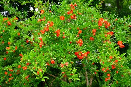 Punica granatum, or commonly called pomegranate, is shrub or small tree, native to south-western Asia. Pomegranate tree bears red flowers, which turn into fruits having seeds with juicy red pulp in a tough brownish-red rind. Pomegranate plant may be single- or double-flowering with double flowers resembling carnation flowers