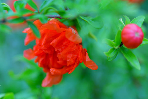 Punica granatum, or commonly called pomegranate, is shrub or small tree, native to south-western Asia. Pomegranate tree bears red flowers, which turn into fruits having seeds with juicy red pulp in a tough brownish-red rind. Pomegranate plant may be single- or double-flowering with double flowers resembling carnation flowers