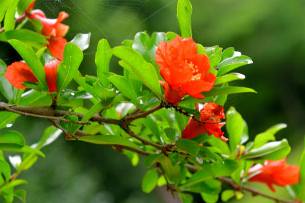 Punica granatum, or commonly called pomegranate, is shrub or small tree, native to south-western Asia. Pomegranate tree bears red flowers, which turn into fruits having seeds with juicy red pulp in a tough brownish-red rind. Pomegranate plant may be single- or double-flowering with double flowers resembling carnation flowers