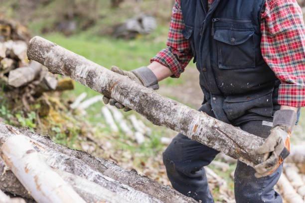 istock Midsection of lumberjack carrying log of firewood while working in forest 1609604267