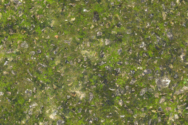 istock The texture of the old road from a small stone overgrown with moss 1609610071