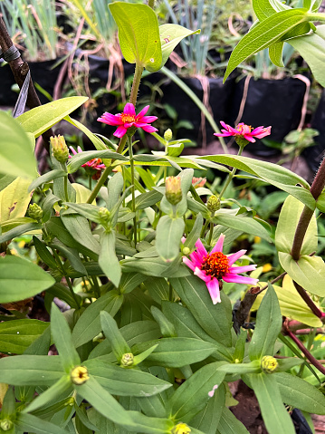 Creeping Zinnia or Narrowleaf Zinnia Plant (Zinnia Angustifolia) with Small Blooming Flowers. A Species of the Asteraceae Family in the Asterales Order.