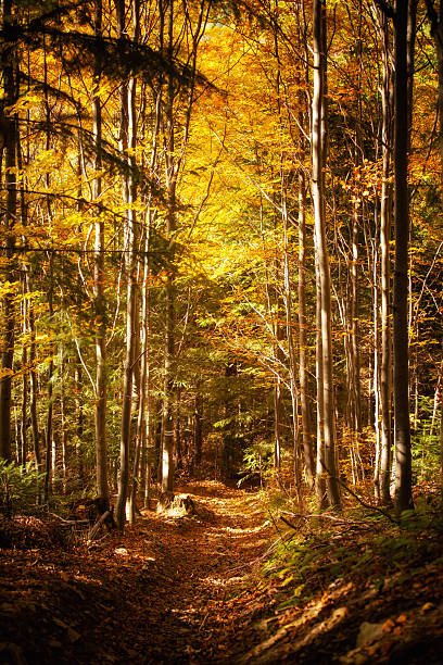 istock Beautiful autumn woods landscape 160961851