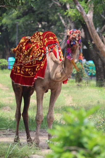 istock Single camel in a field with vibrant multicolored decorations draped around its neck and body 1609628199