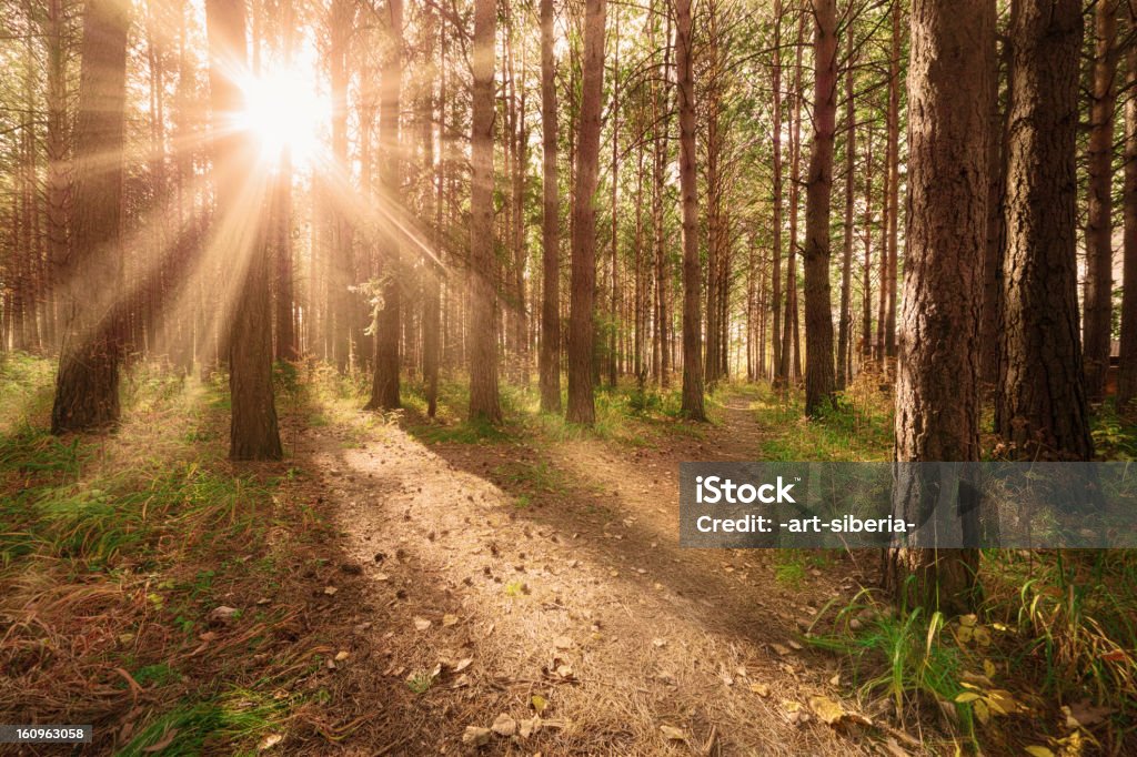 Sol, outono, pine - Foto de stock de Beleza natural - Natureza royalty-free