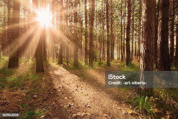 Foto de Sol Outono Pine e mais fotos de stock de Beleza natural - Natureza - Beleza natural - Natureza, Bosque - Floresta, Dia