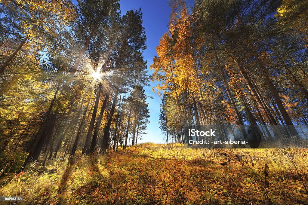 L'automne - Photo de Arbre libre de droits