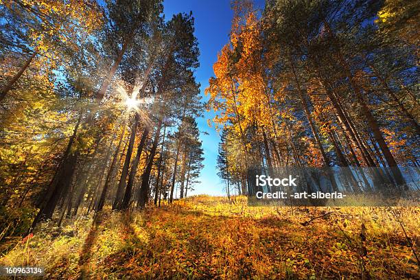 Photo libre de droit de Lautomne banque d'images et plus d'images libres de droit de Arbre - Arbre, Arbre à feuilles caduques, Automne