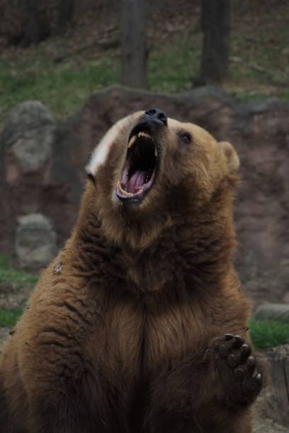 istock Adorable brown bear stands upright in front of its protected habitat 1609637079