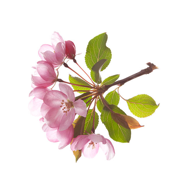 istock pink flowers, isolated on white 160963815