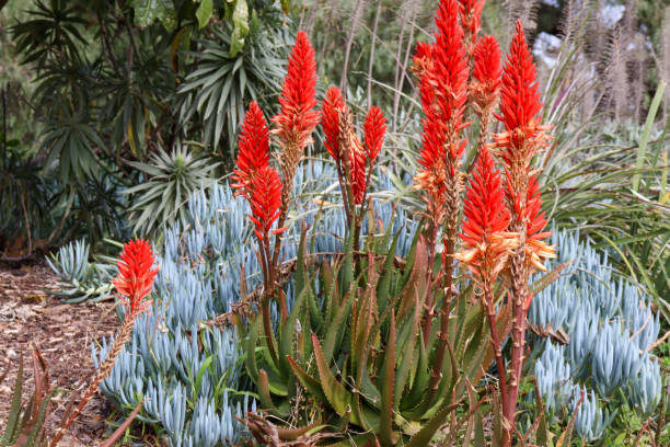 istock garden bed with orange aloe flowers 1609646066