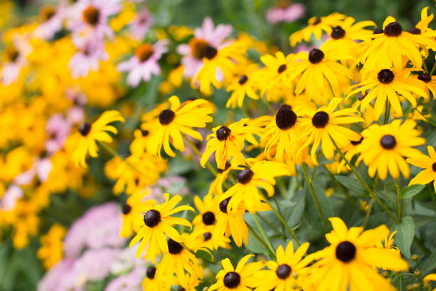 istock different type of beautiful flowers in garden 1609653602