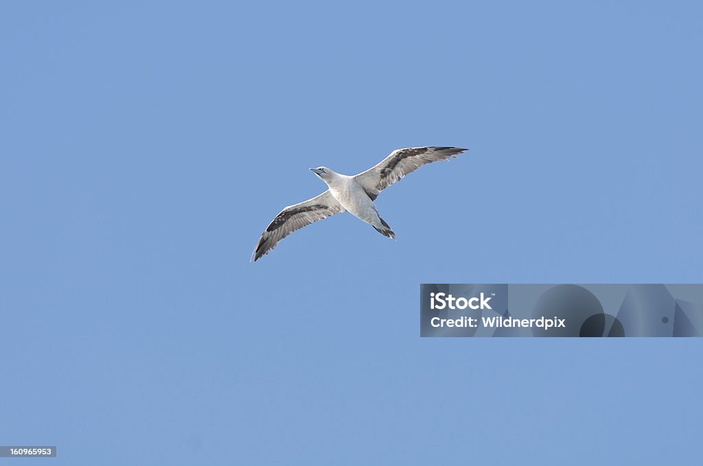 Seabird 파란 하늘 높이 솟은 만들진 - 로열티 프리 날기 스톡 사진