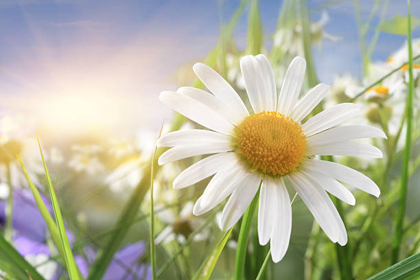 daisy primer plano de la luz del sol - single flower flower daisy chamomile fotografías e imágenes de stock