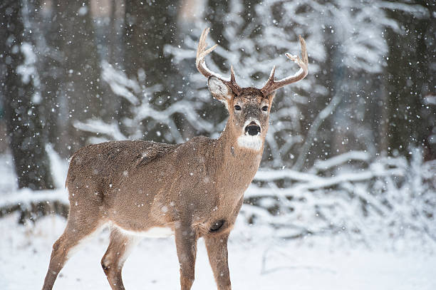 istock A male deer standing in the snow 160968370